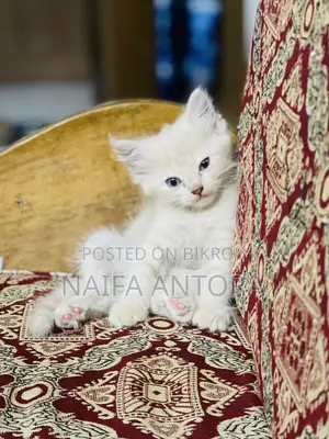 1-3 months Female Mixed Breed Persian