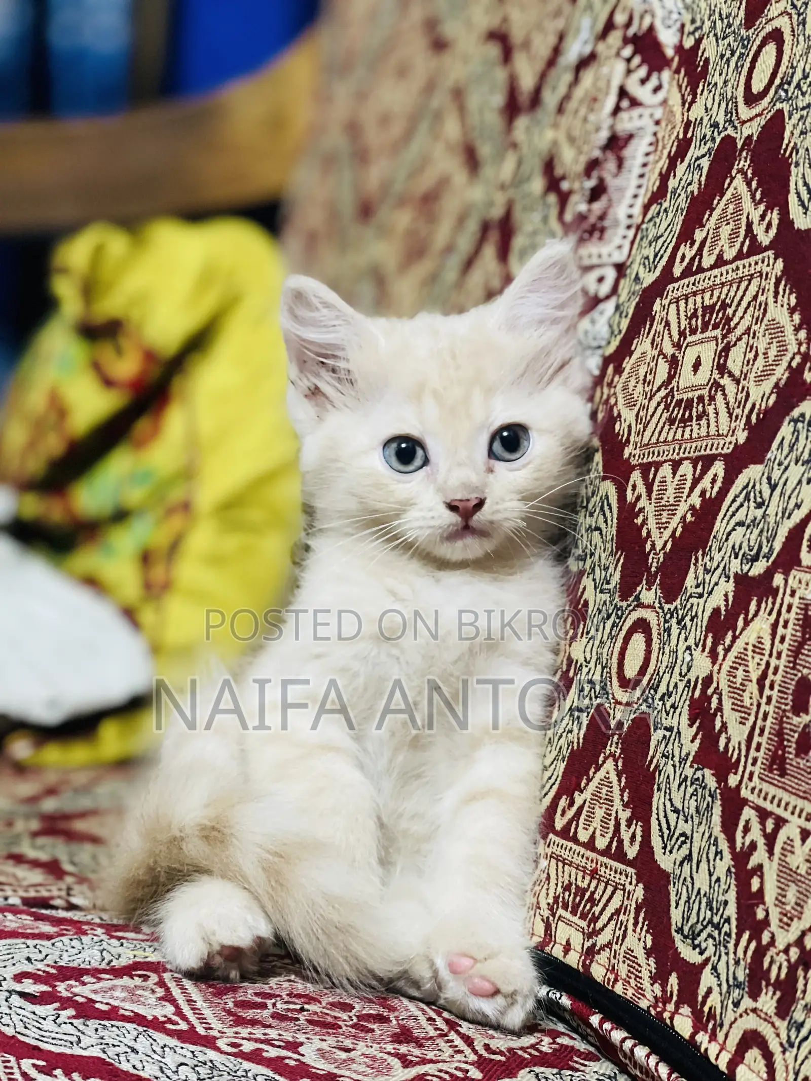 1-3 months Female Mixed Breed Persian