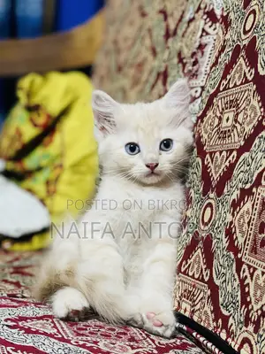 1-3 months Female Mixed Breed Persian
