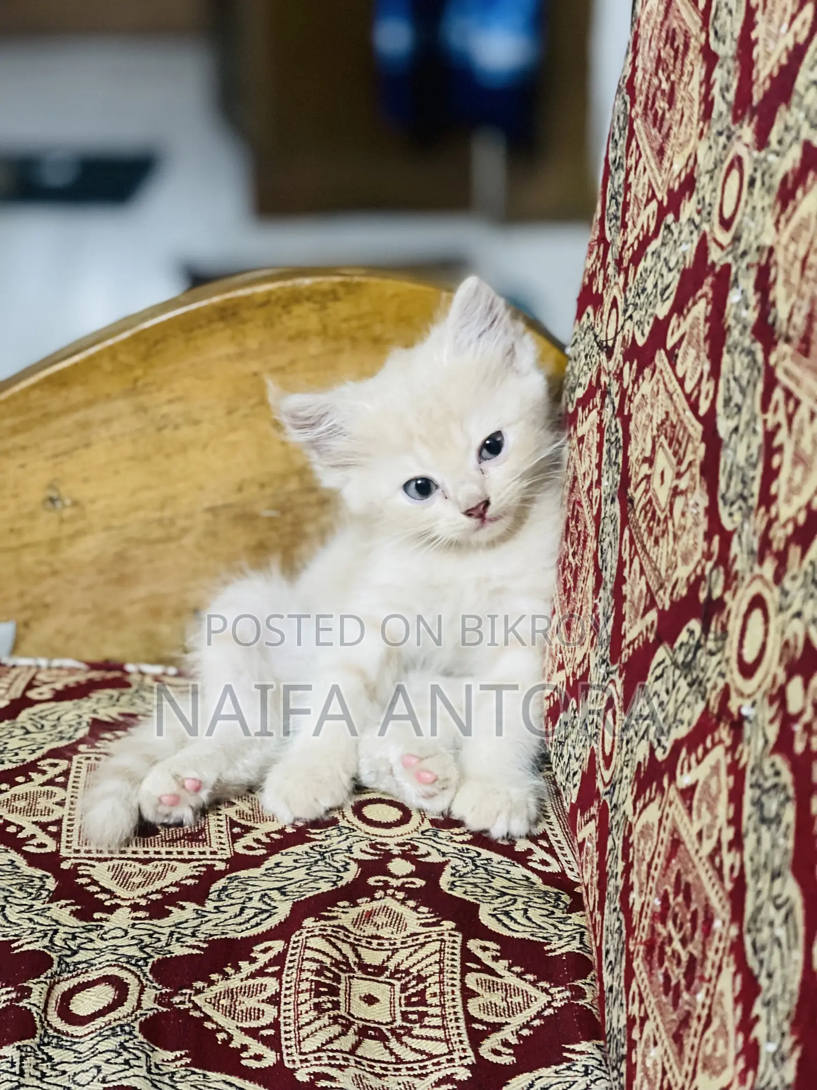 1-3 months Female Mixed Breed Persian