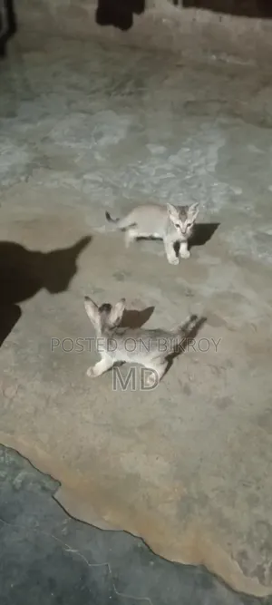 0-1 month Female Purebred Cat