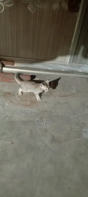0-1 month Female Purebred Cat