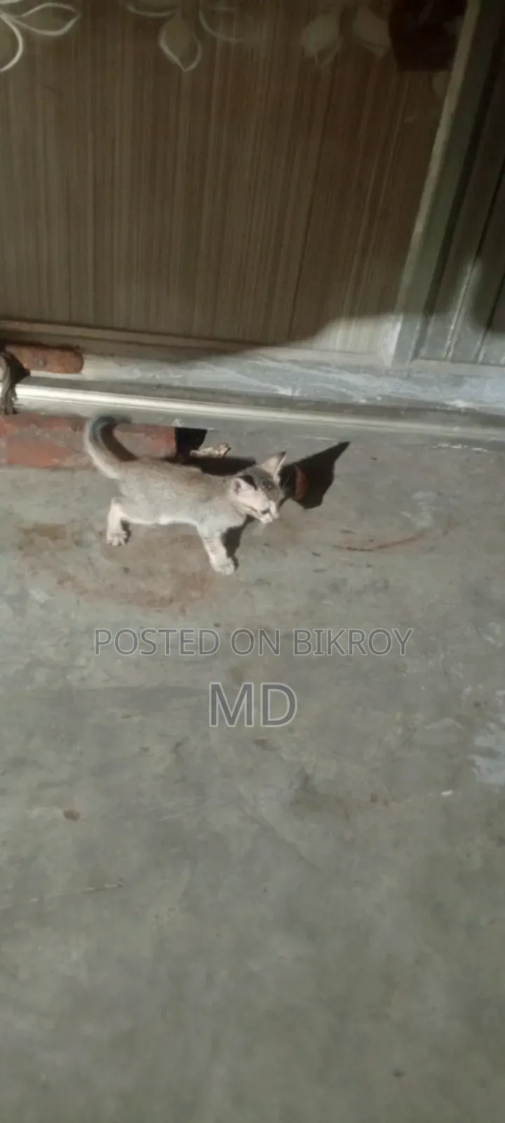 0-1 month Female Purebred Cat