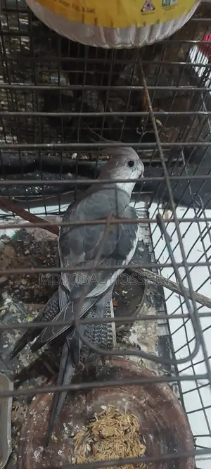 ককাটেল টেম