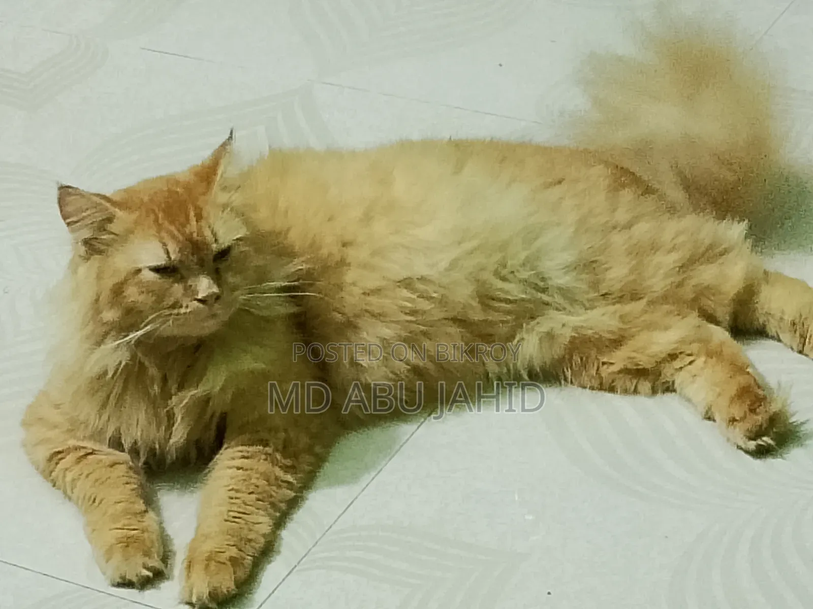 6-12 months Female Purebred Persian