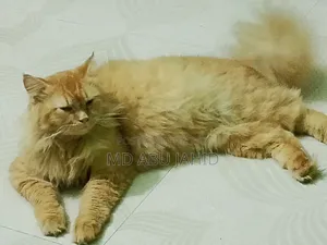 6-12 months Female Purebred Persian