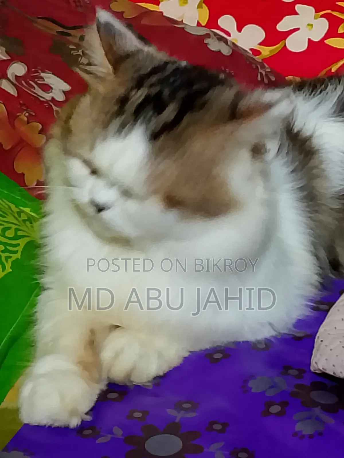 6-12 months Female Purebred Persian