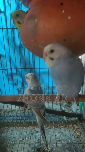 পাখির বাচ্চা