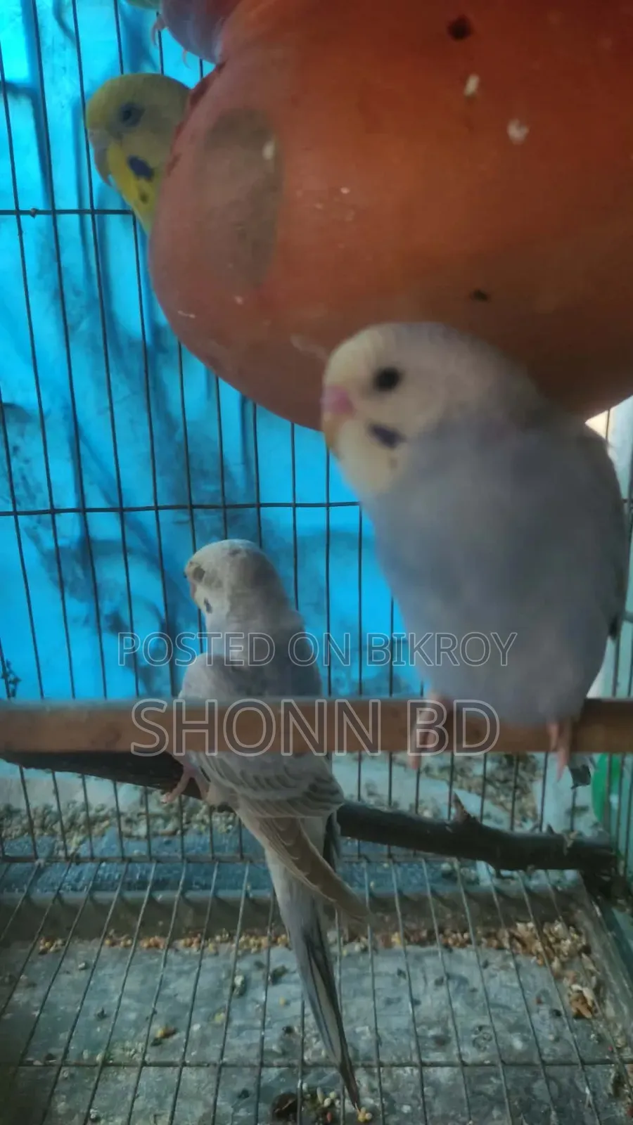 পাখির বাচ্চা
