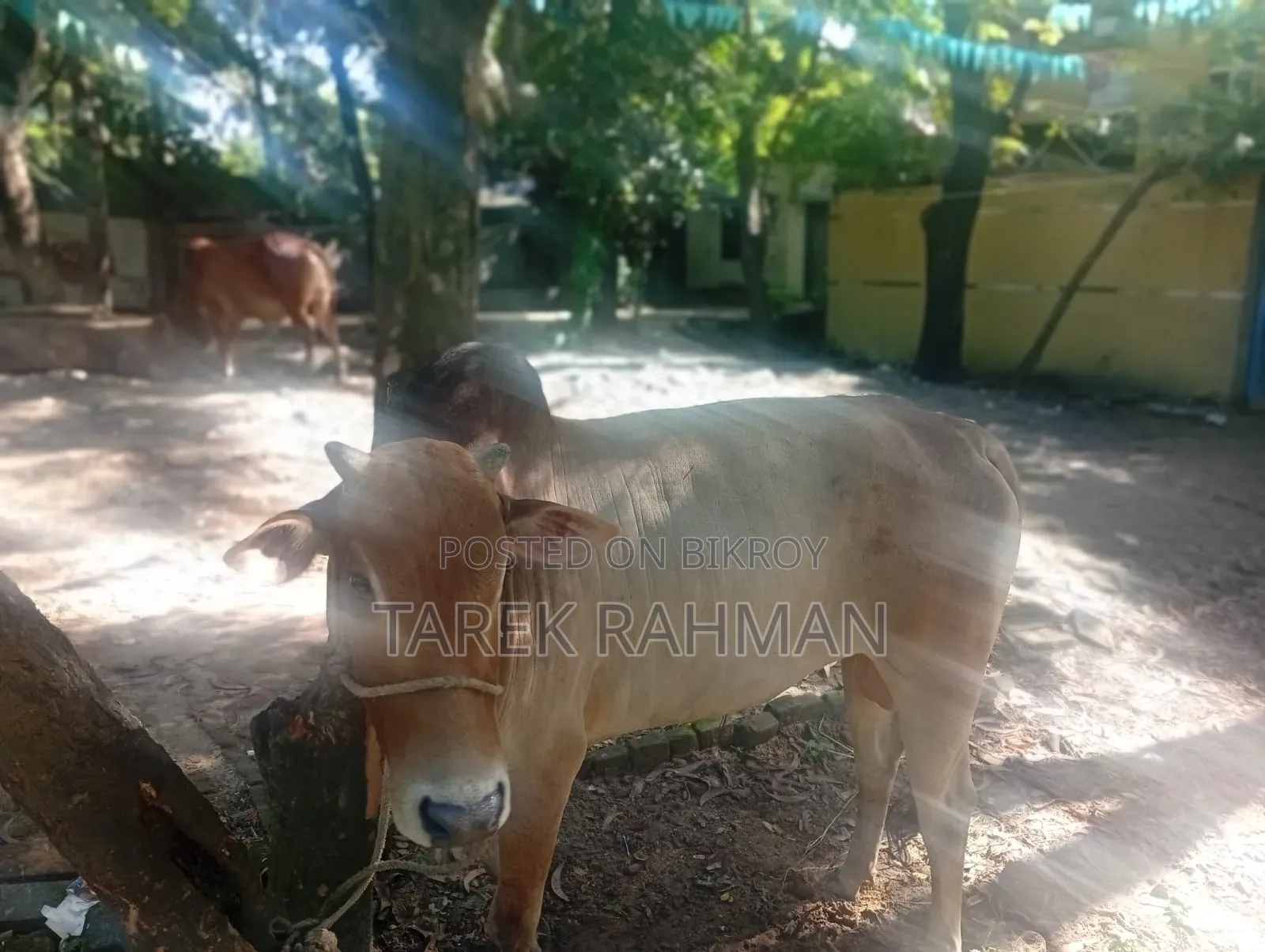 কিছু গরু আছে বিক্রি করা হবে