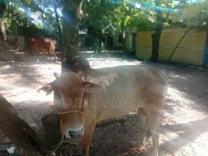 কিছু গরু আছে বিক্রি করা হবে