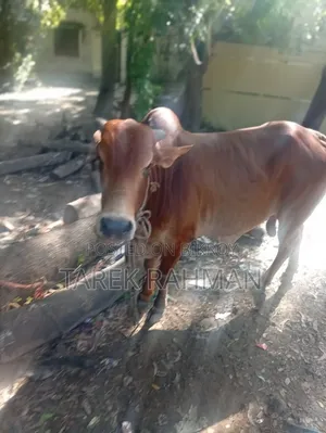 কিছু গরু আছে বিক্রি করা হবে