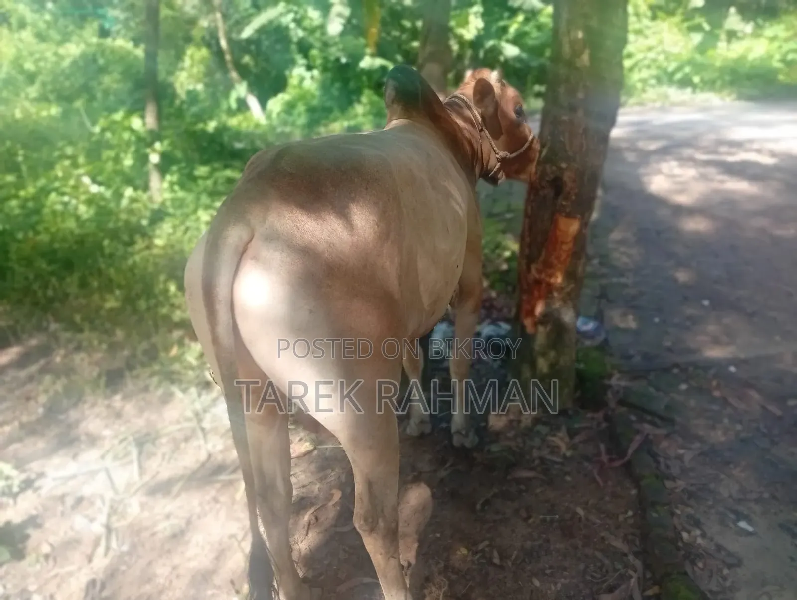 কিছু গরু আছে বিক্রি করা হবে