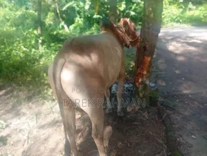 কিছু গরু আছে বিক্রি করা হবে