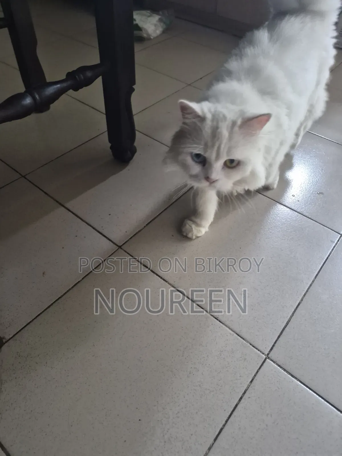 1+ Year Female Purebred Persian Cat