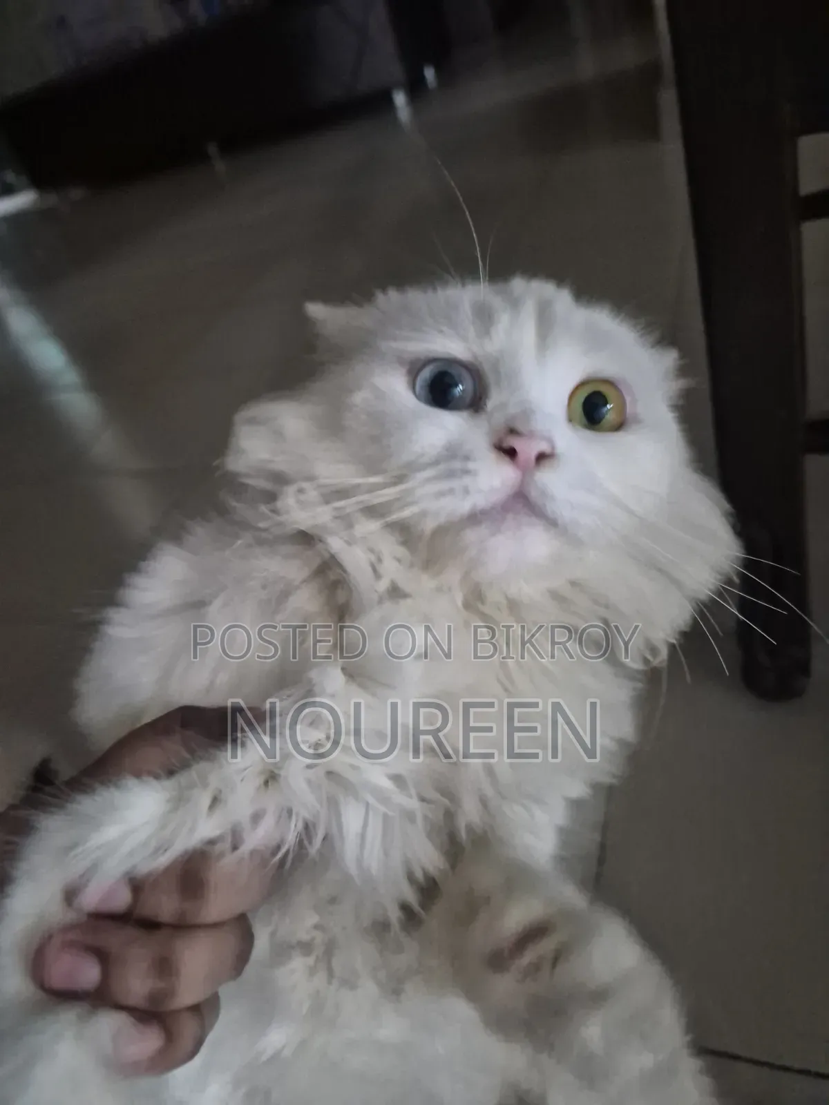 1+ Year Female Purebred Persian Cat