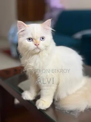 1-3 months Female Purebred Persian