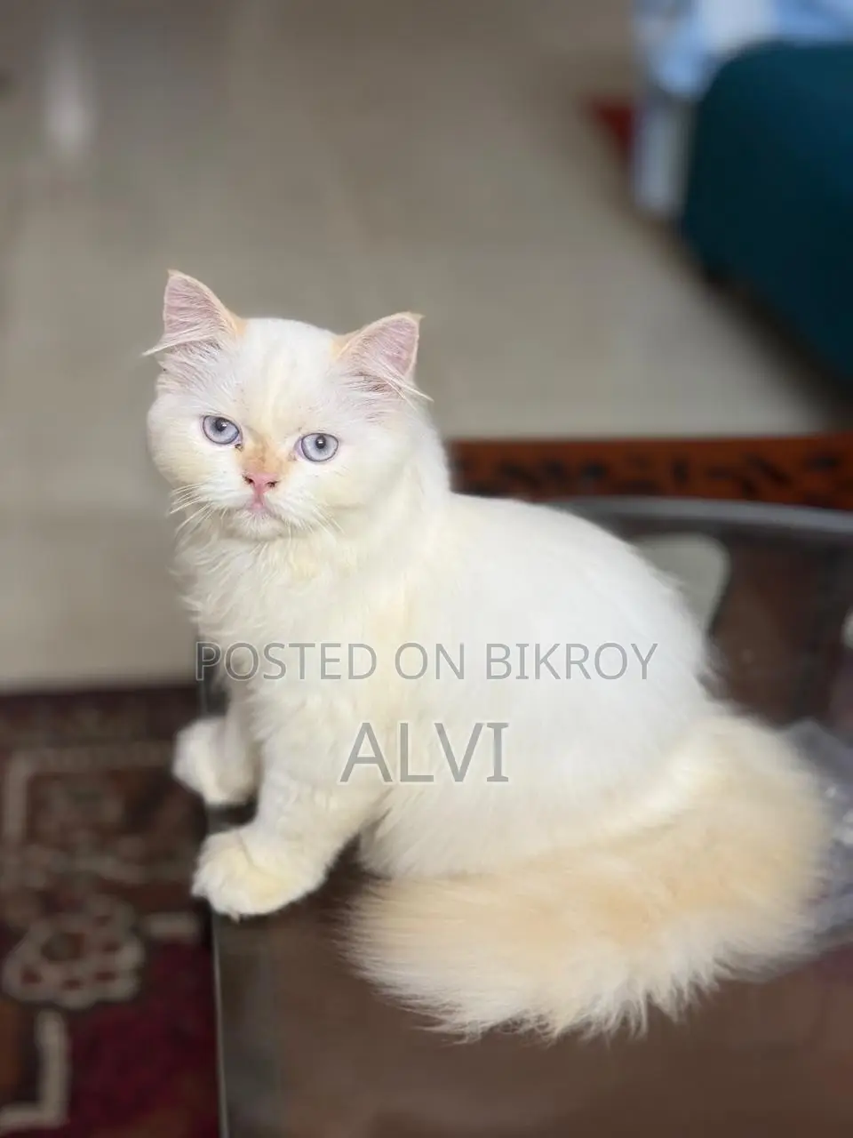 1-3 months Female Purebred Persian