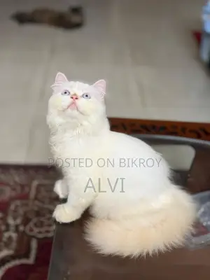 1-3 months Female Purebred Persian