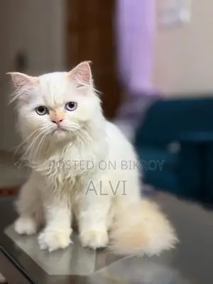 1-3 months Female Purebred Persian