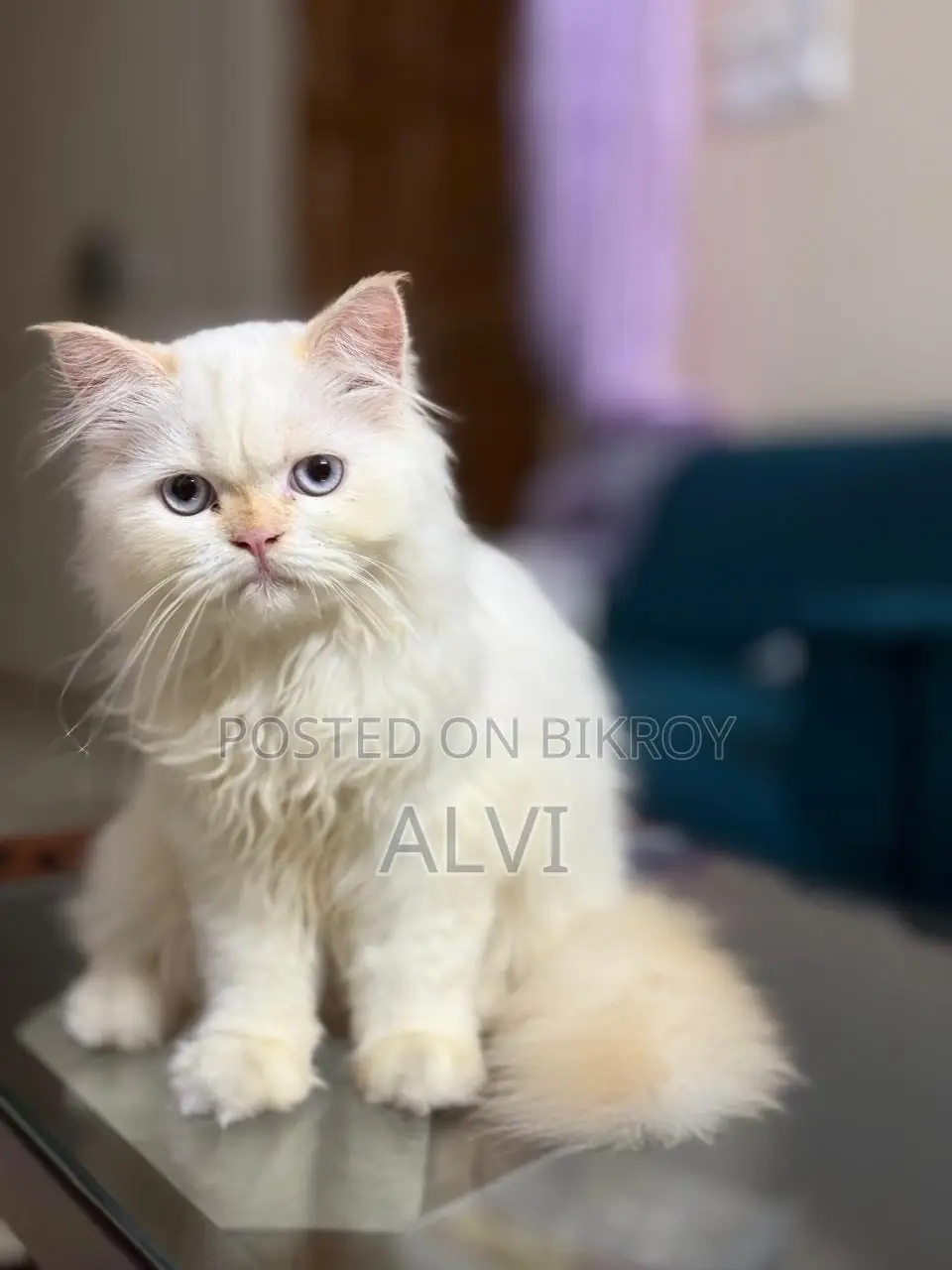 1-3 months Female Purebred Persian