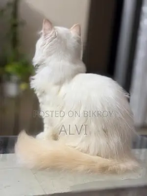 1-3 months Female Purebred Persian