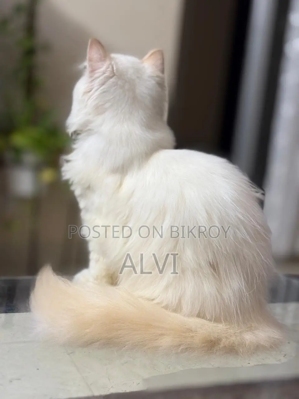 1-3 months Female Purebred Persian