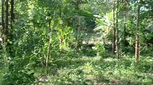 12 decimal land with house