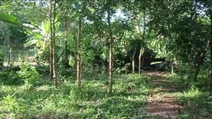 12 decimal land with house