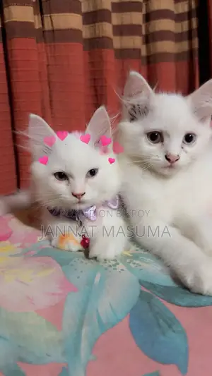 3-6 months Male Purebred Persian