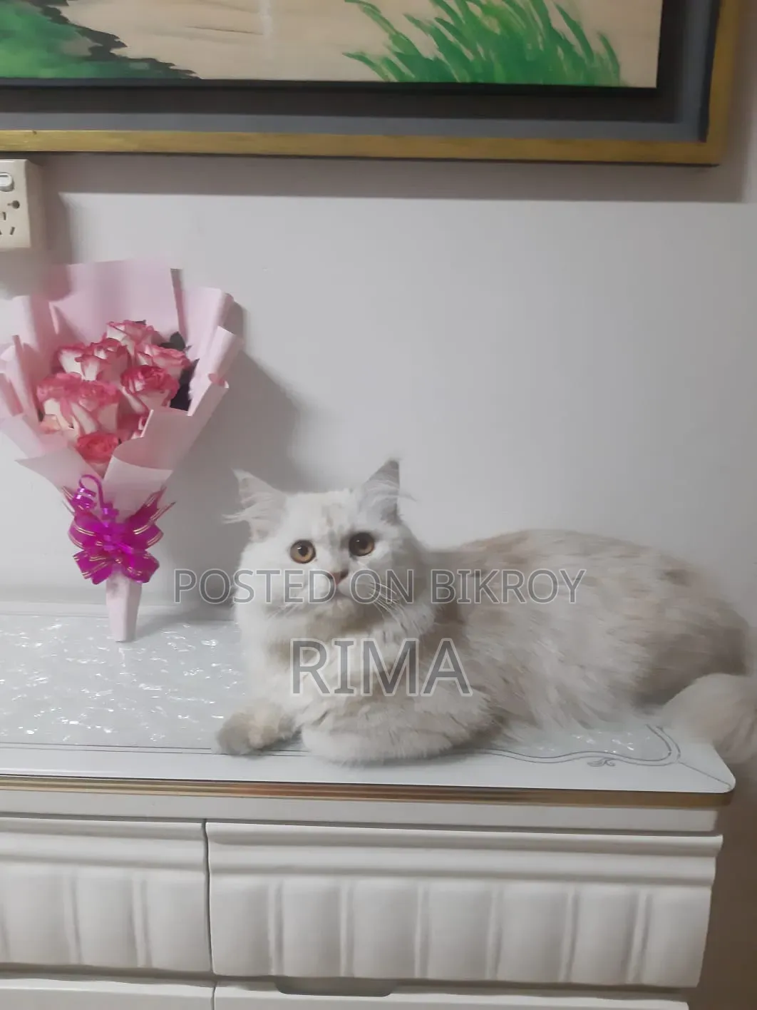 6-12 months Male Purebred Persian