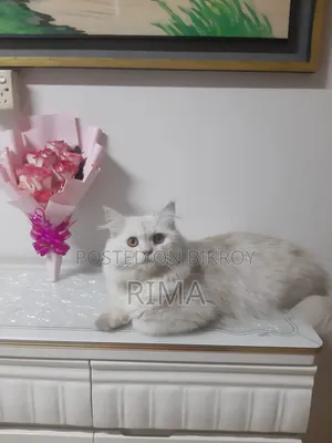 6-12 months Male Purebred Persian