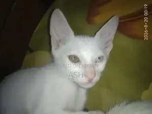1-3 months Male Mixed Breed Cat
