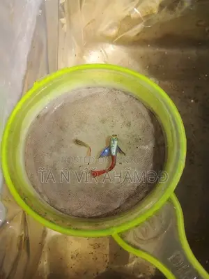 RTP Guppy Fish
