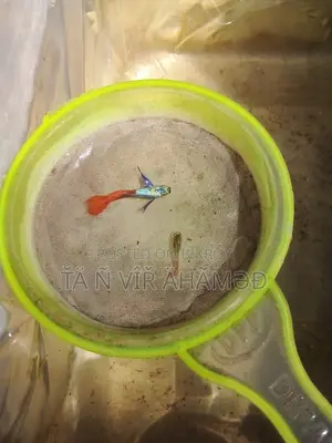 RTP Guppy Fish