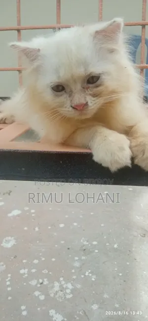 ১-৩ মাসের মেল পিউরব্রেড পার্সিয়ান