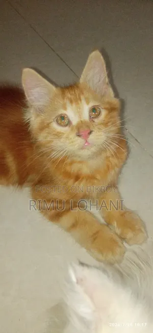 ১-৩ মাসের মেল পিউরব্রেড পার্সিয়ান