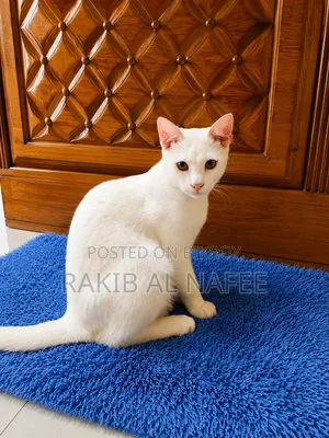 3-6 months Male Mixed Breed Persian