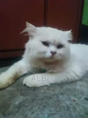 6-12 months Male Purebred Persian