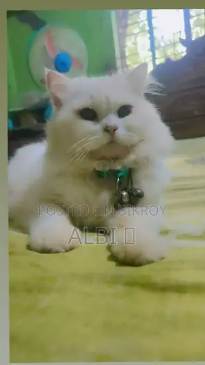6-12 months Male Purebred Persian