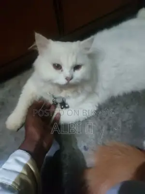 6-12 months Male Purebred Persian
