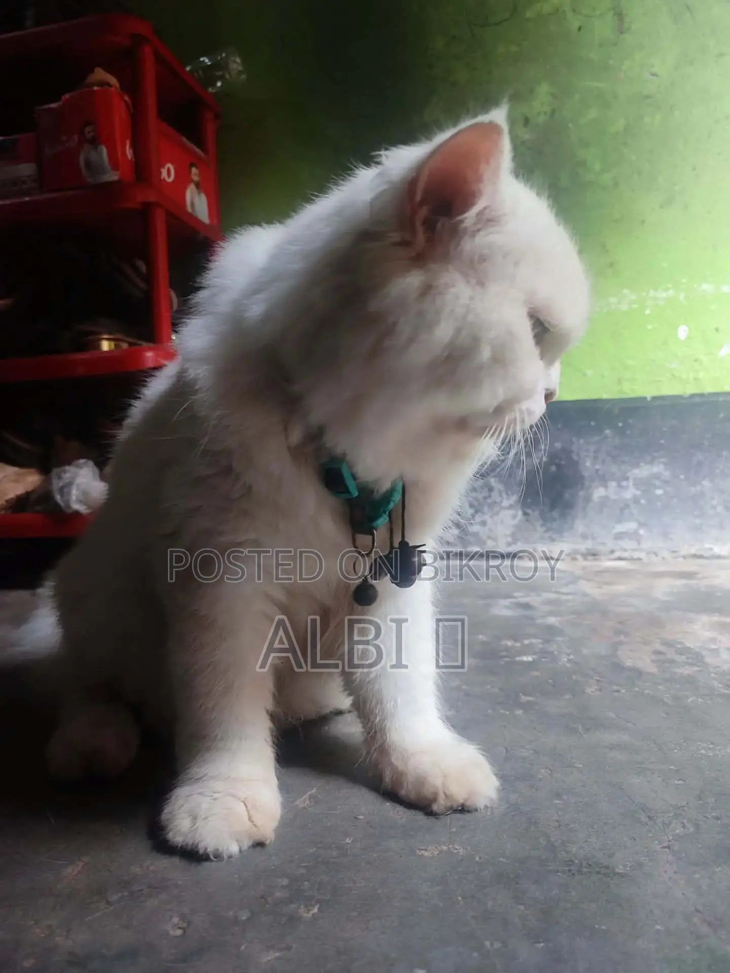 6-12 months Male Purebred Persian