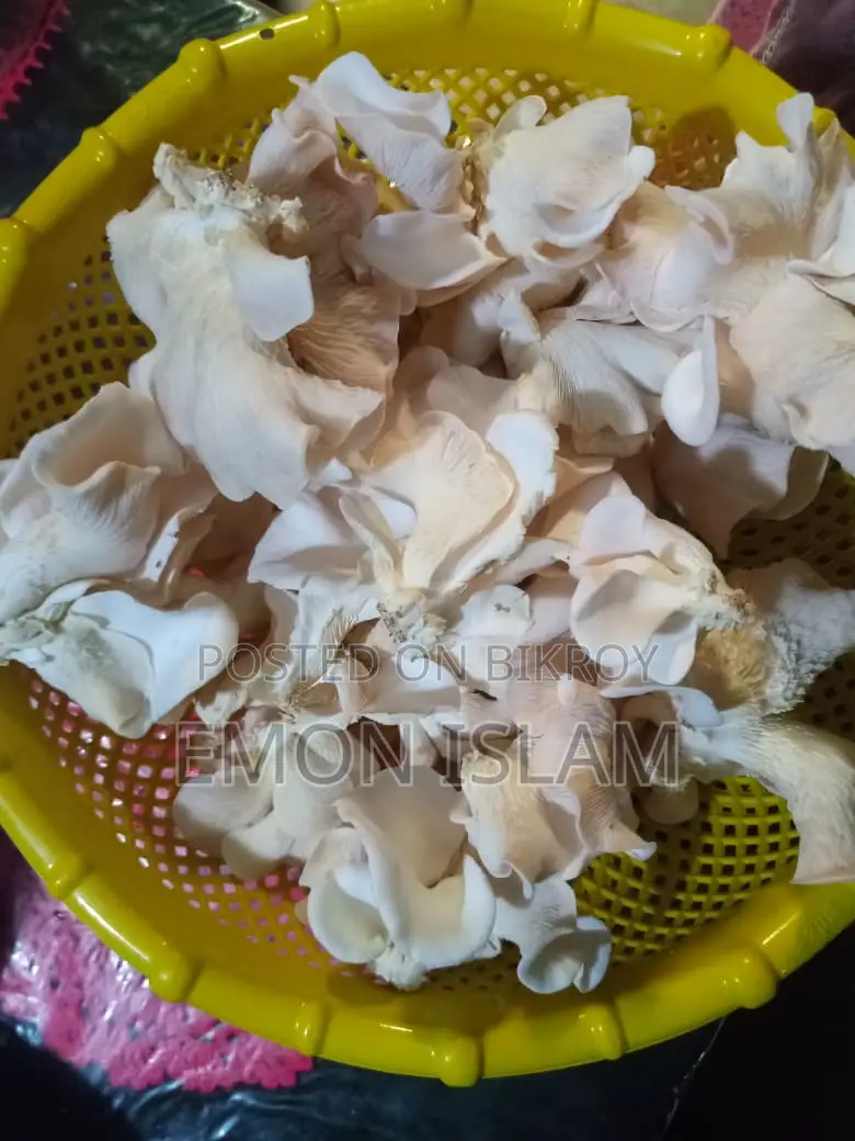Mushroom for Sell