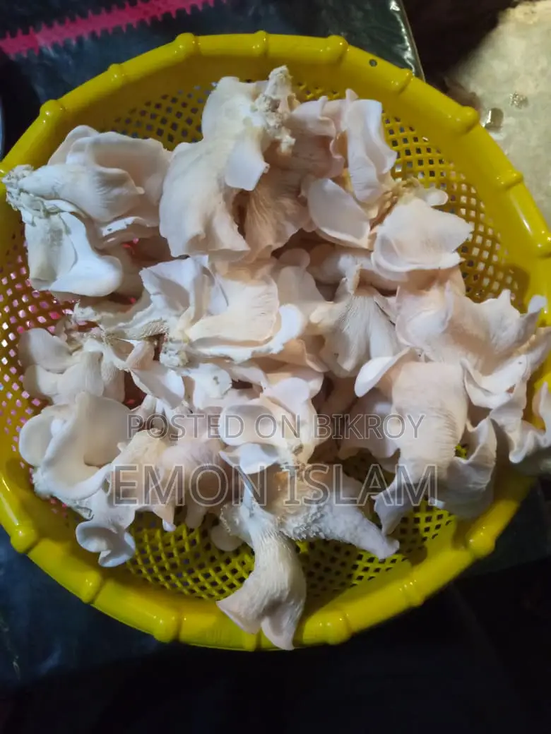 Mushroom for Sell