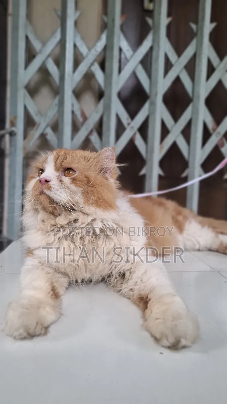 6-12 months Male Purebred Persian