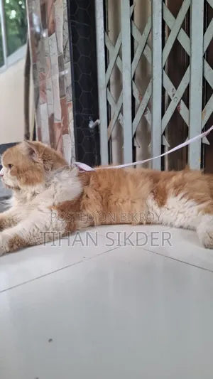 6-12 months Male Purebred Persian