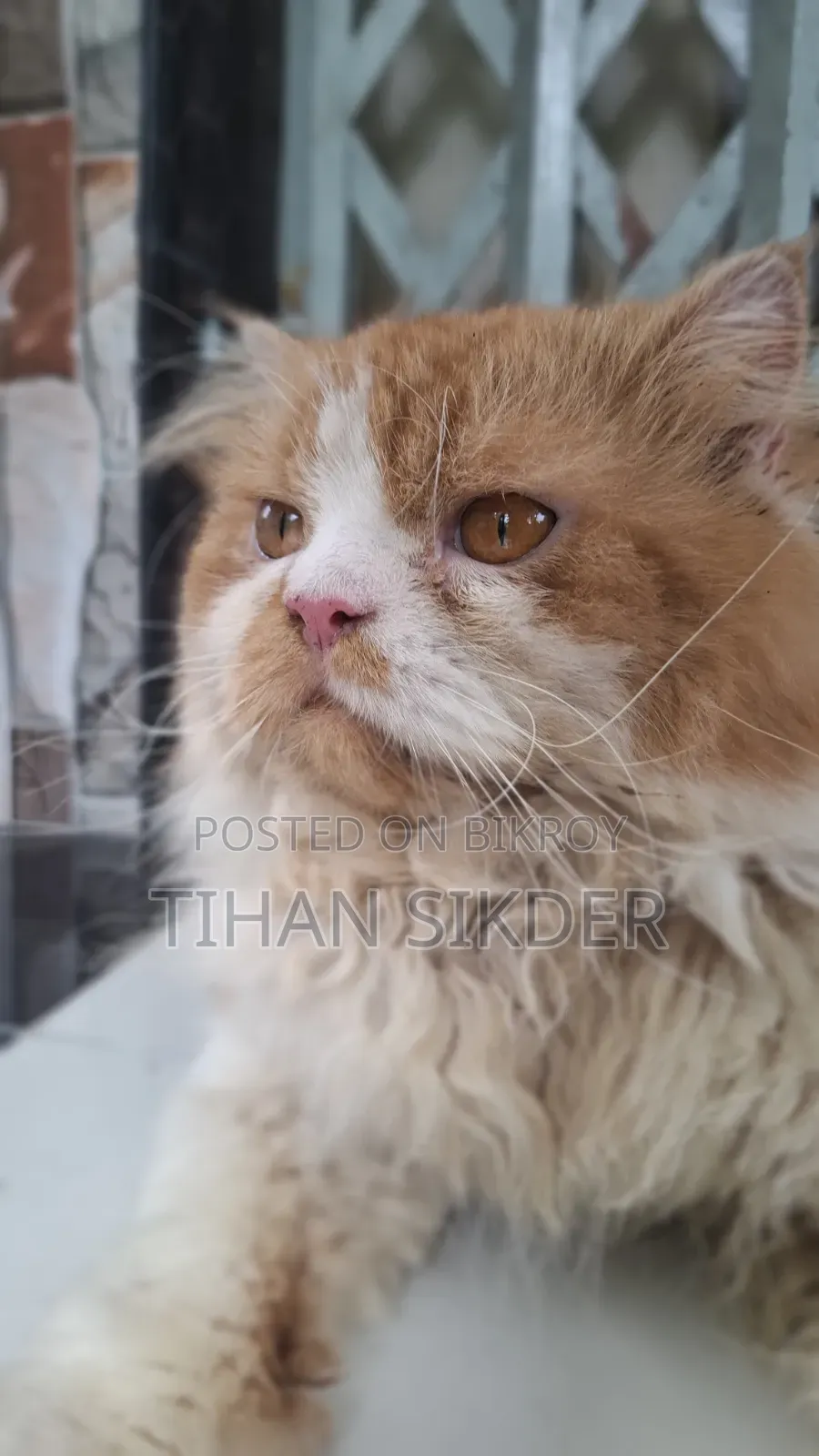 6-12 months Male Purebred Persian