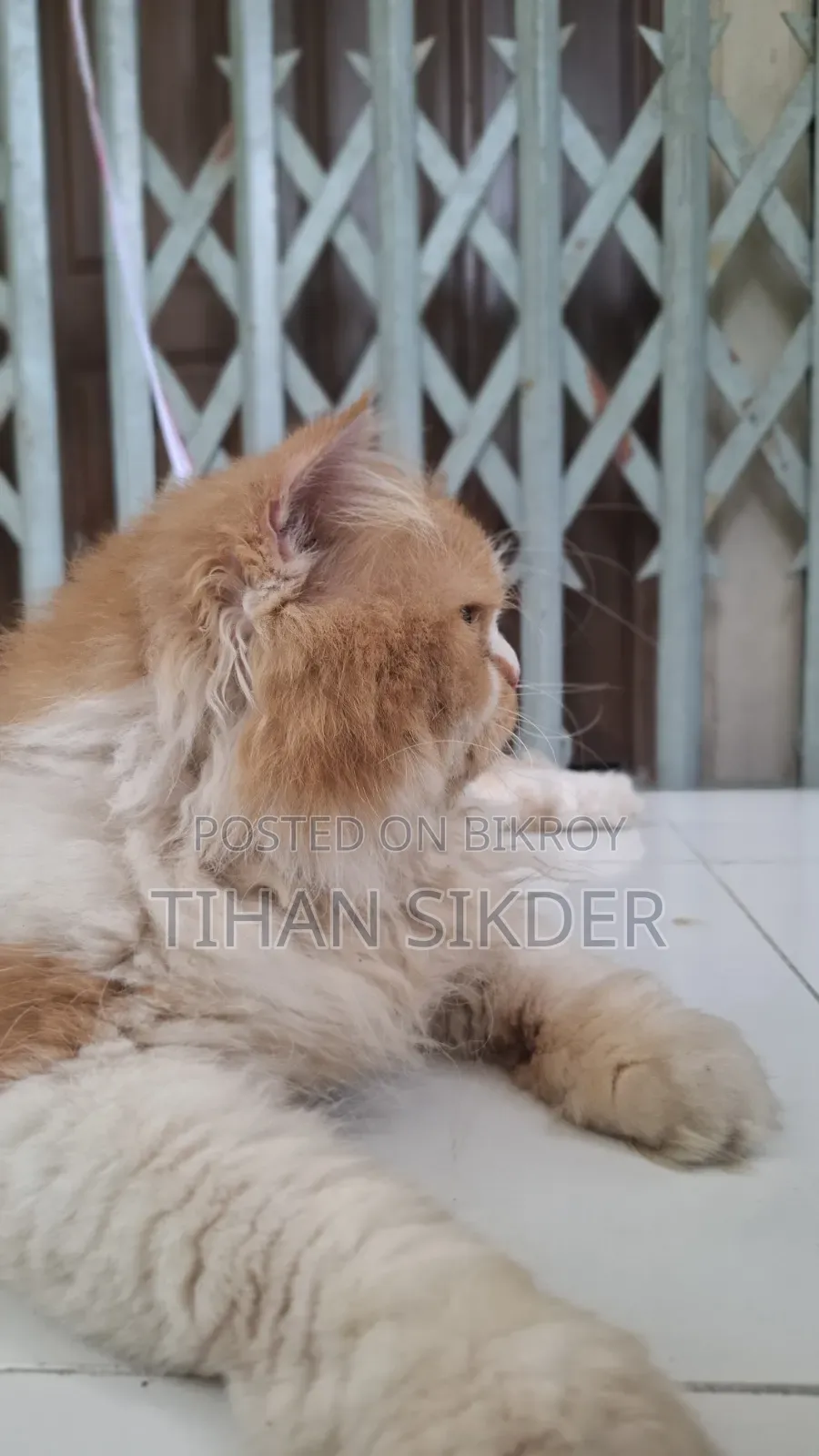 6-12 months Male Purebred Persian
