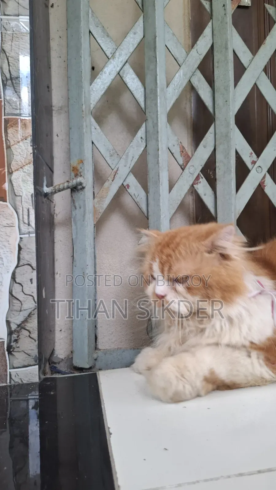 6-12 months Male Purebred Persian