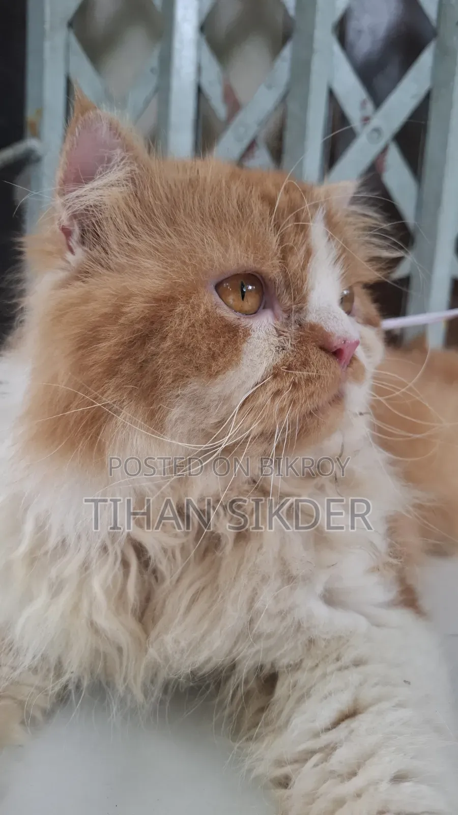 6-12 months Male Purebred Persian